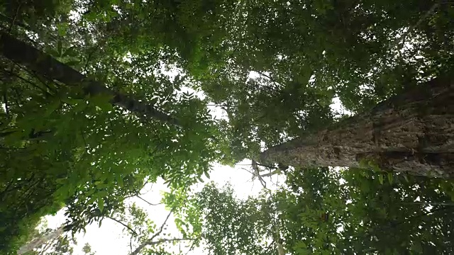 行走在热带雨林中的蚂蚁眼睛透过树叶望向天空视频素材