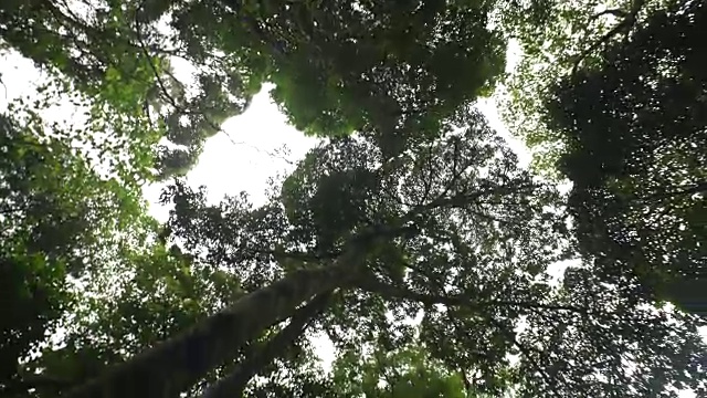 行走在热带雨林中的蚂蚁眼睛透过树叶望向天空视频素材