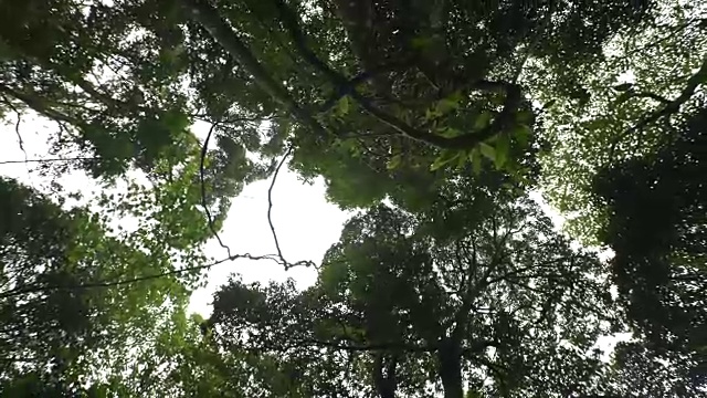 行走在热带雨林中的蚂蚁眼睛透过树叶望向天空视频素材