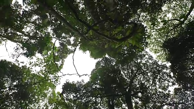 行走在热带雨林中的蚂蚁眼睛透过树叶望向天空视频素材