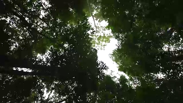 行走在热带雨林中的蚂蚁眼睛透过树叶望向天空视频素材