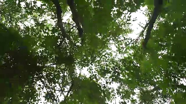 行走在热带雨林中的蚂蚁眼睛透过树叶望向天空视频素材