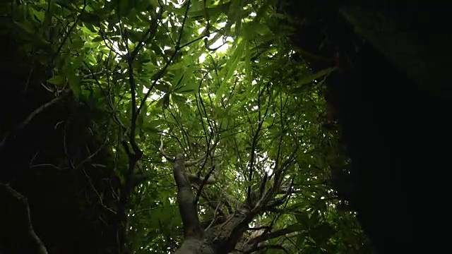 行走在热带雨林中的蚂蚁眼睛透过树叶望向天空视频素材