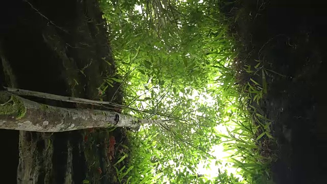 行走在热带雨林中的蚂蚁眼睛透过树叶望向天空视频素材