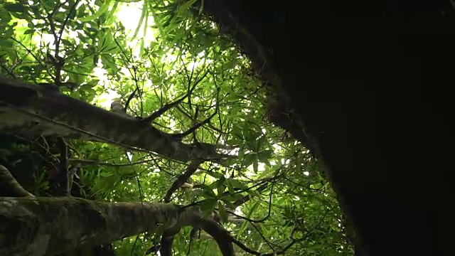 行走在热带雨林中的蚂蚁眼睛透过树叶望向天空视频素材