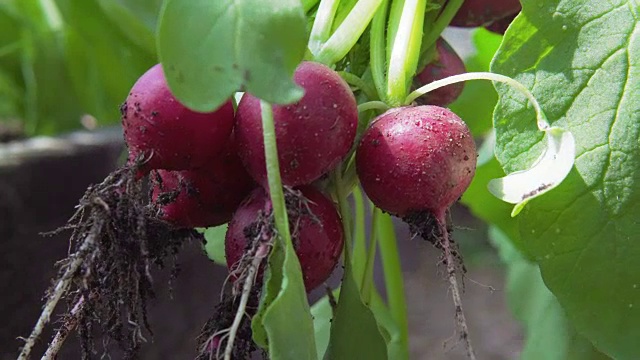 温室里的萝卜。视频素材