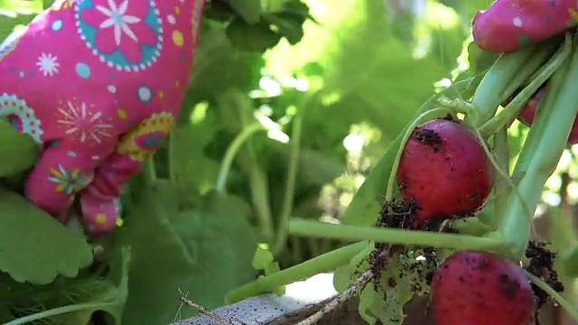 温室里的萝卜。视频素材