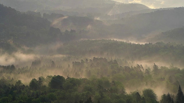 日出雨后雾中的森林景观，Vorderweidenthal, Pfälzerwald，莱茵兰-普法尔茨，德国视频素材