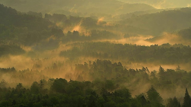 日出雨后雾中的森林景观，Vorderweidenthal, Pfälzerwald，莱茵兰-普法尔茨，德国视频素材