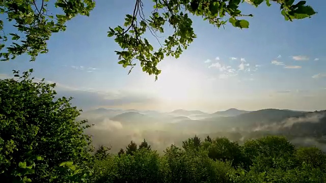 山毛榉树叶和阳光景观，Vorderweidenthal, Pfälzerwald，莱茵兰-普法尔茨，德国视频素材