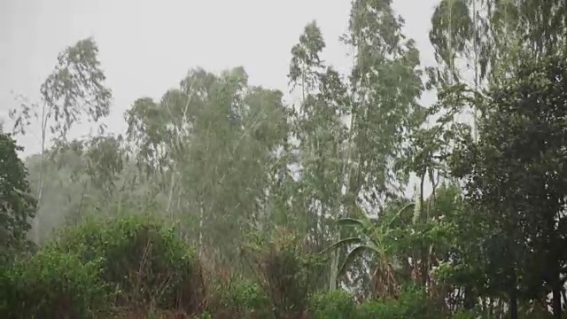 暴风雨引起大风，树木来回吹动，慢动作视频素材