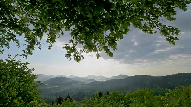 山毛榉树叶和阳光景观，Vorderweidenthal, Pfälzerwald，莱茵兰-普法尔茨，德国视频素材