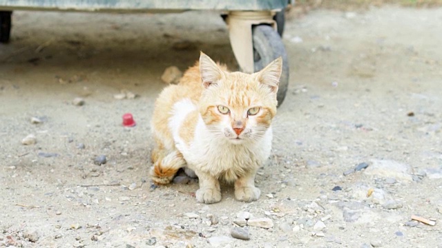 无家可归的脏猫坐在户外。可怜饥饿的姜黄色小猫在街上的垃圾箱旁。看相机视频素材