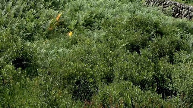 夏日午后的苏格兰乡村视频素材