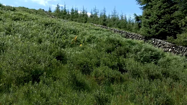 夏日午后的苏格兰乡村视频素材