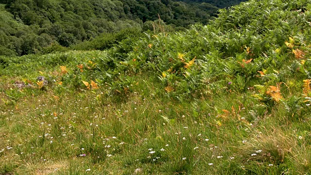 夏日午后的苏格兰乡村视频素材