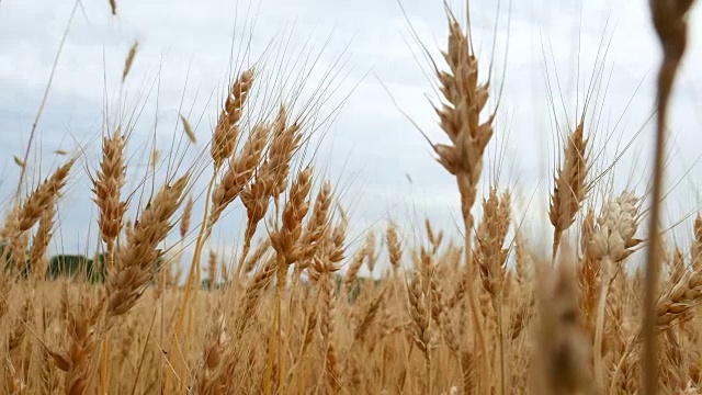 麦田的成熟小麦穗。丰收的概念。视频素材