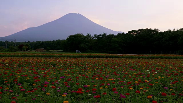 富士山上百日菊(青春与老年花)视频素材