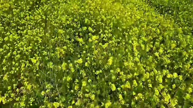 芥末植物在田野里行走，视频素材