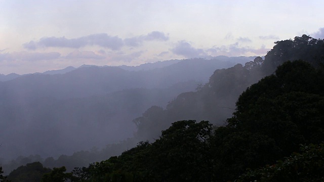 早晨有雾的雨林视频素材