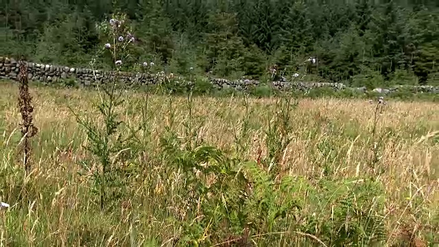 夏日午后的苏格兰乡村视频素材