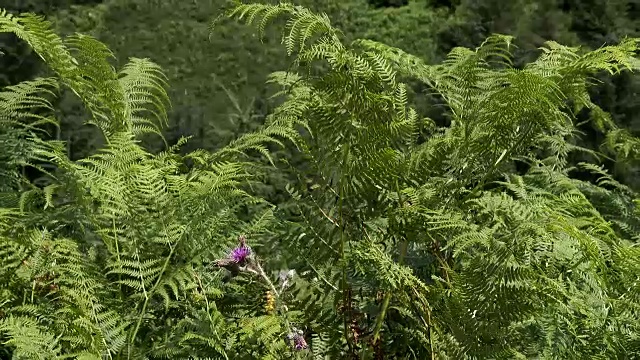 夏日午后的苏格兰乡村视频素材