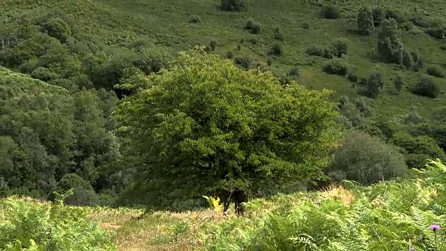 夏日午后的苏格兰乡村视频素材