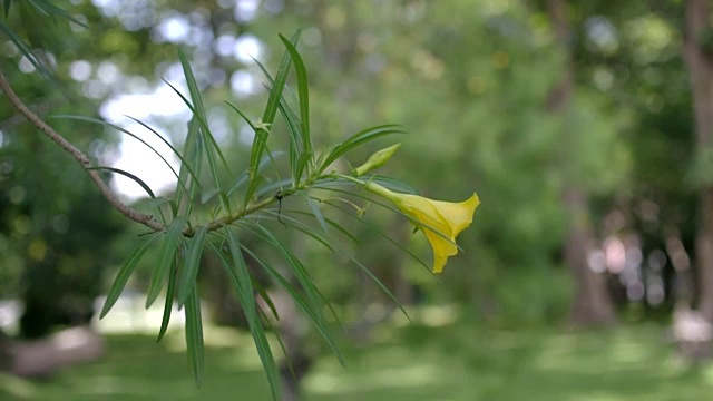 黄夹竹桃花随风摇曳视频素材