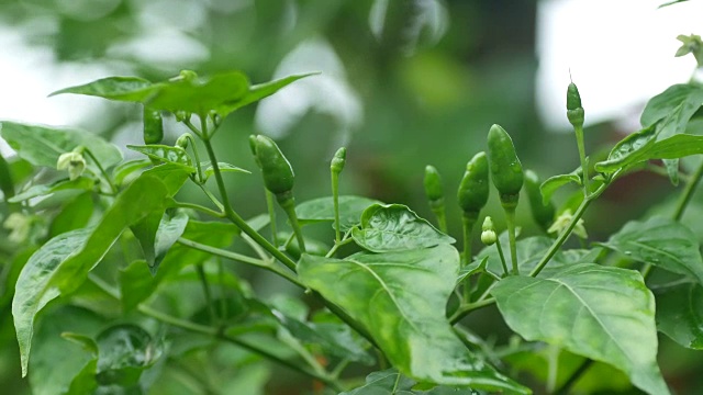 花园里的辣椒视频素材