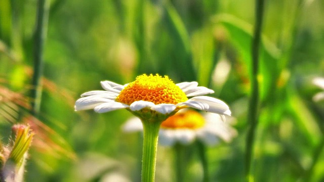 花洋甘菊在场宏4k视频素材