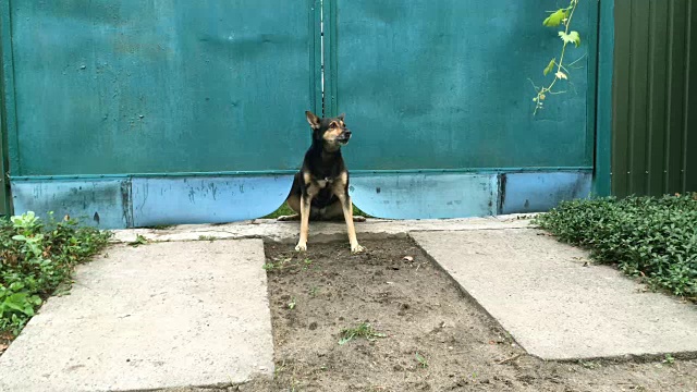 愤怒的杂种狗大声地叫着，守卫着进入她院子的蓝色大门。视频素材