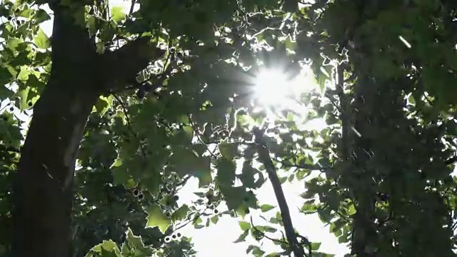 夏天，阳光照耀着郁郁葱葱、多风的绿色森林。自然、健康、美丽视频素材