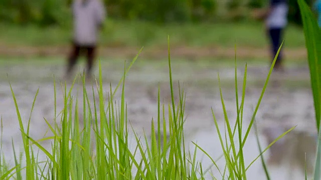 泰国农民种植水稻的场景视频素材