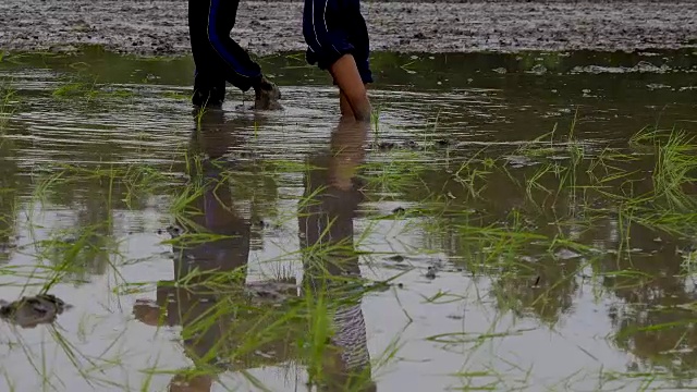 泰国农民种植水稻的场景视频素材