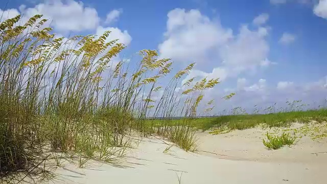 马兰草在微风中吹视频素材