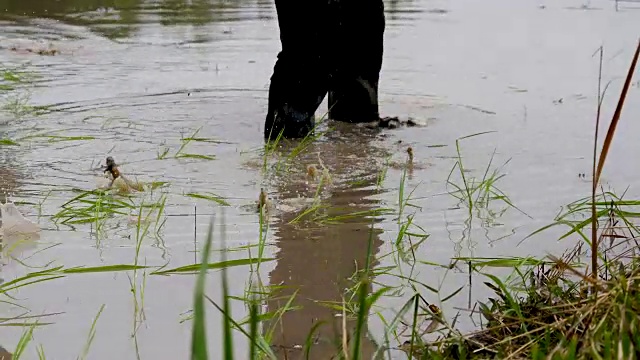 泰国农民种植水稻的场景视频素材