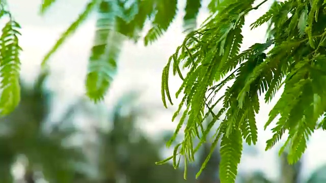 绿叶和树枝随风摆动，映衬着天空。靠近热带植物的绿叶和叶子视频素材