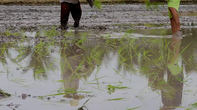 泰国农民种植水稻的场景视频素材