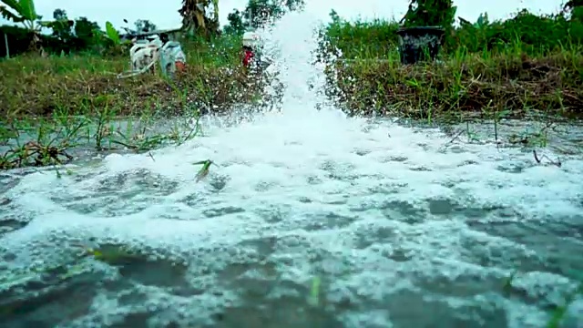 泰国农民种植水稻的场景视频素材