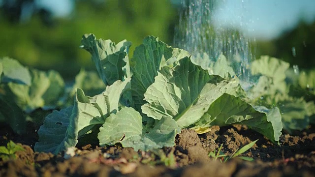 喷水机把卷心菜倒在花园里视频素材