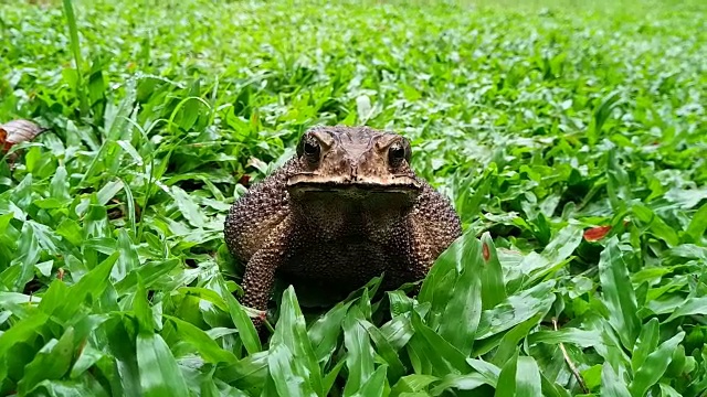 草地上的癞蛤蟆视频素材