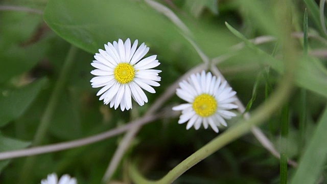 阳光明媚的春日，白色的花朵迎风盛开视频下载