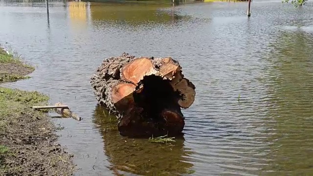 树干在水里视频下载