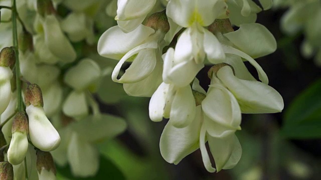 朵朵黑槐花轻轻摇曳，春风吹拂视频素材