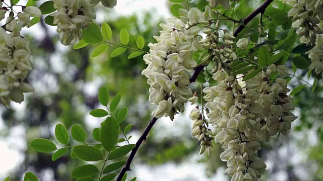 朵朵黑槐花轻轻摇曳，春风吹拂视频素材