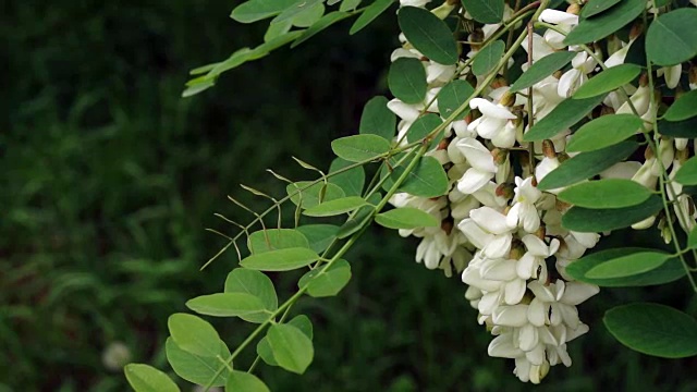 朵朵黑槐花轻轻摇曳，春风吹拂视频素材