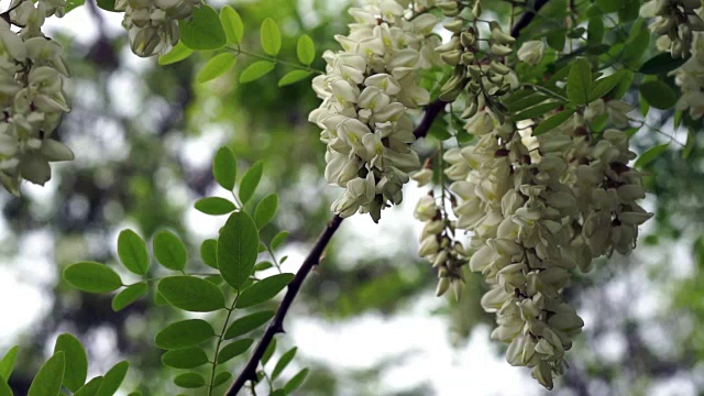 朵朵黑槐花轻轻摇曳，春风吹拂视频素材