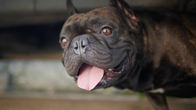 一只黑色的法国斗牛犬在车底行走。视频素材