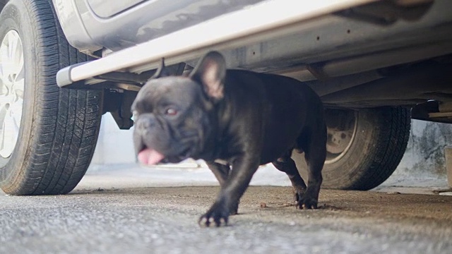 一只黑色的法国斗牛犬在车底行走。视频素材