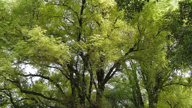 森林中树木的运动POV。视频素材